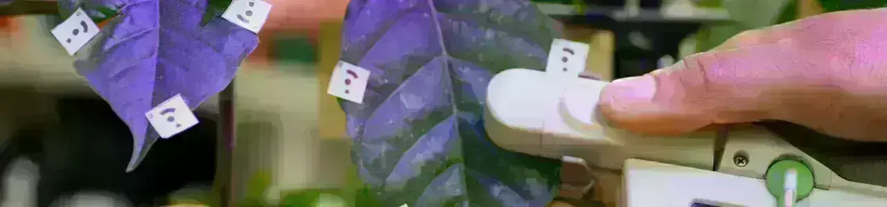 Un investigador analizar una planta con equipo especializado