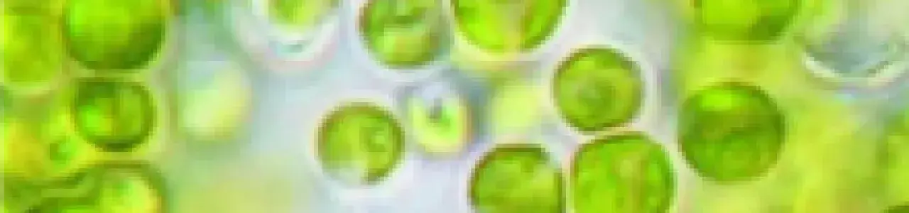Desarrollo de un protocolo para el cultivo de Chlorella sp a pequeña escala con desechos alimentarios industriales limpios, con el fin de obtener biomasa microalgal con potencial comestible
