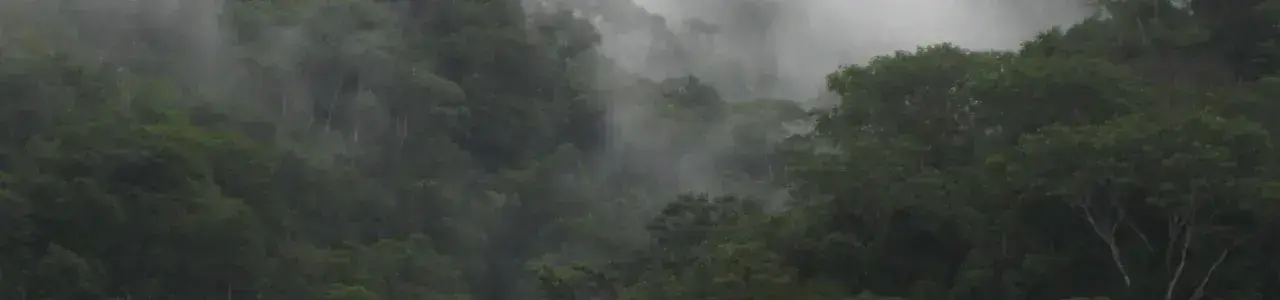 Bosque lluvioso